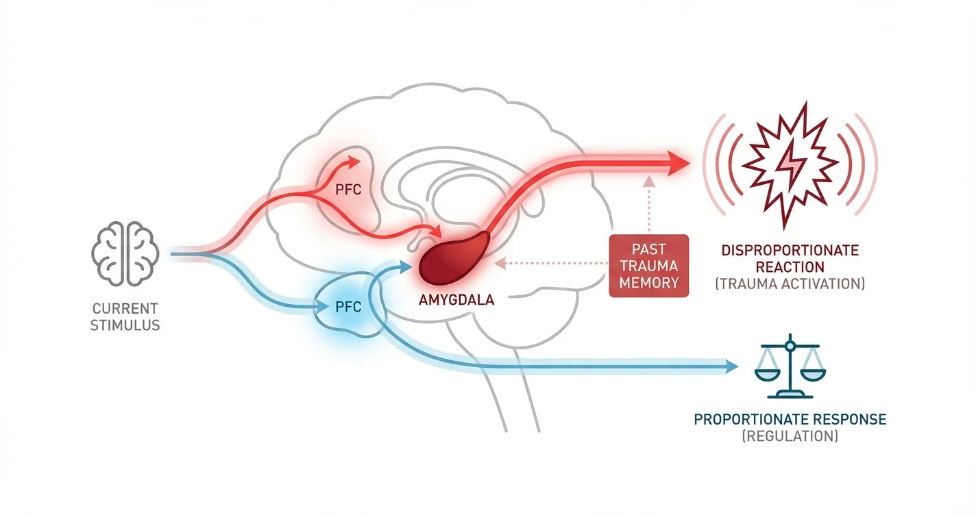 Nervous System Regulation and Disproportionate Emotional Reactions