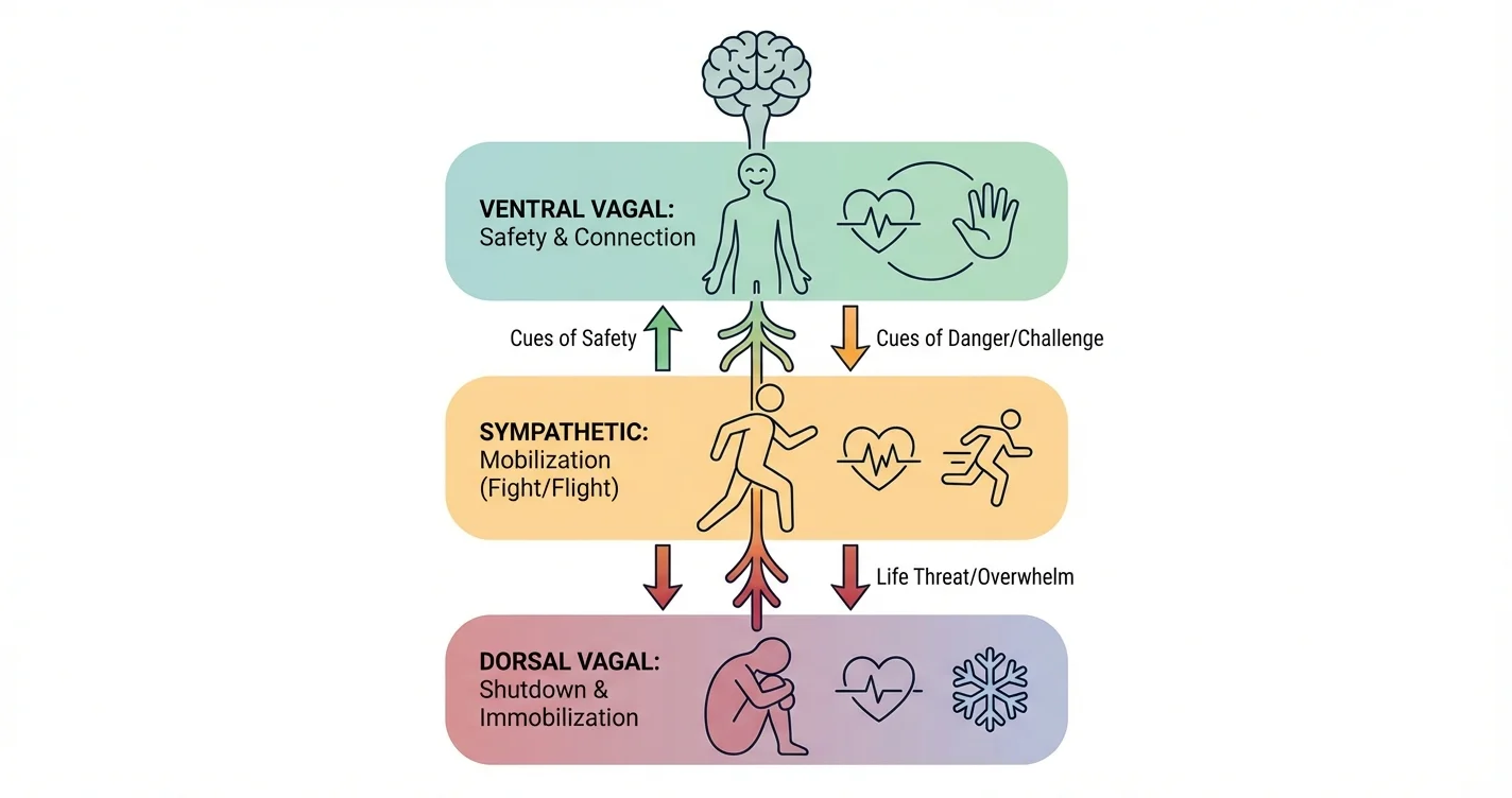Polyvagal Theory Applications for Stress Response