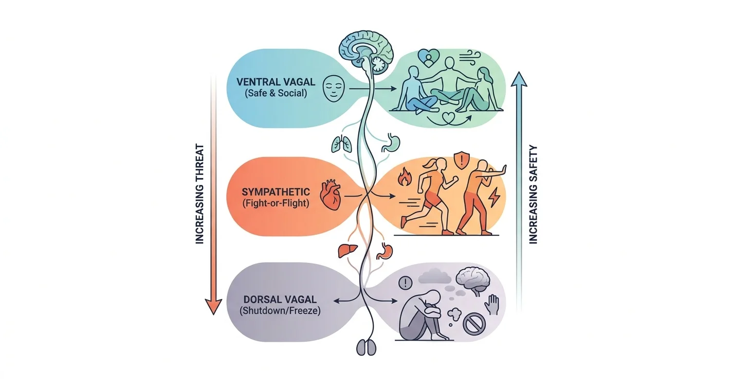 Polyvagal Theory Explained: Stress & Safety (2026)